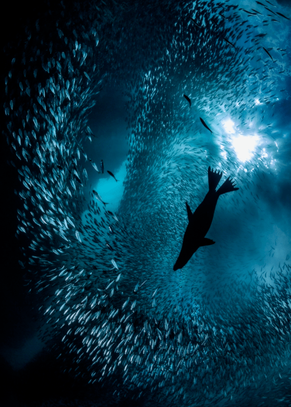 polanszky第三名歌利亚在小人国 08 tom shlesinger荣誉提名海天使