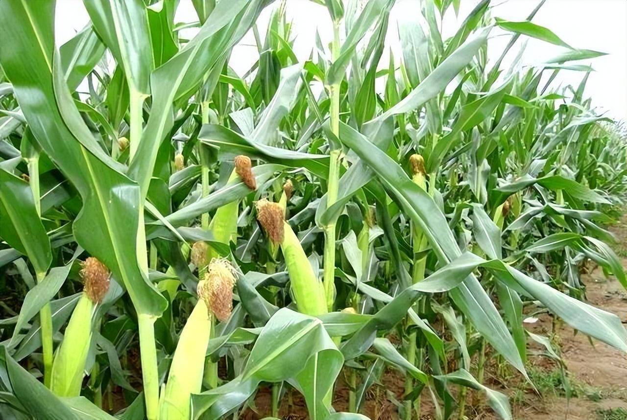 玉米种子传播方式图片