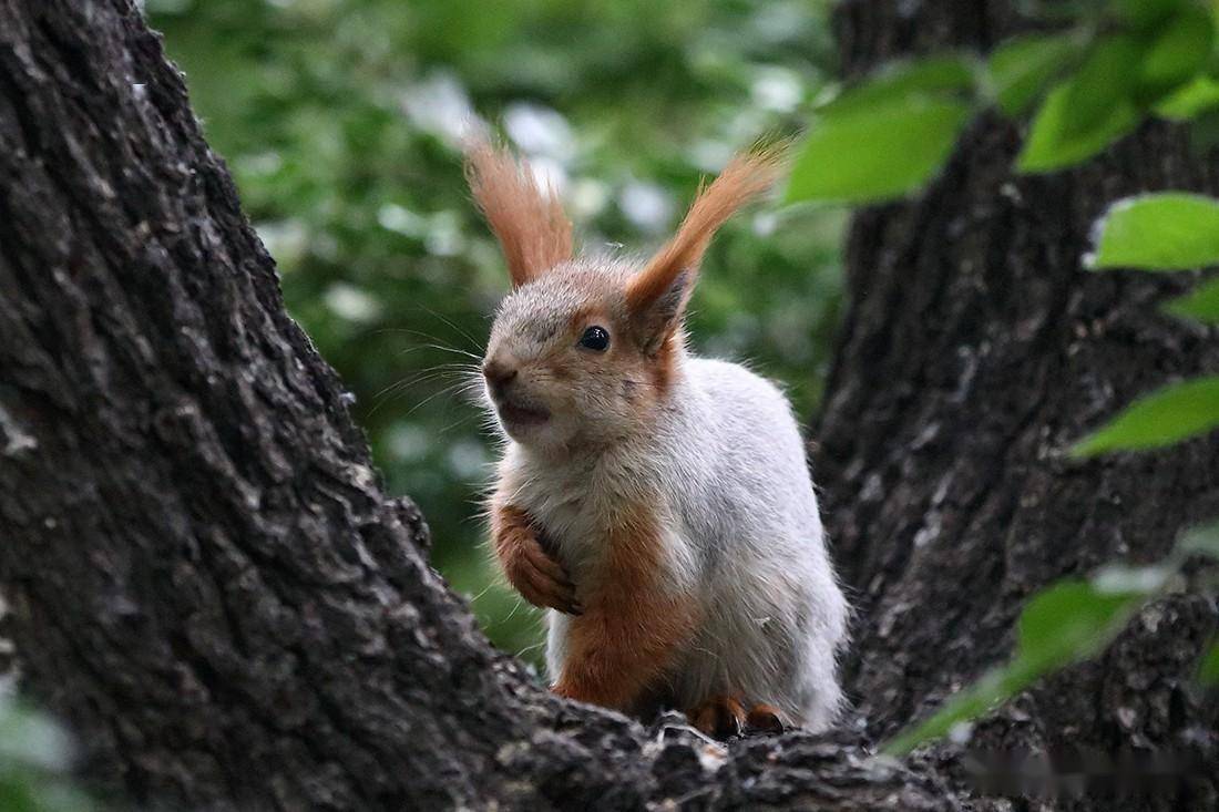 红耳朵 来自搜狐网