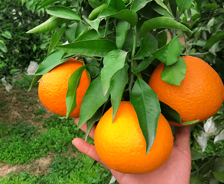 很少有人能挡住"贵妃爱媛"的在线诱惑