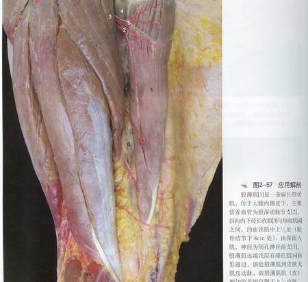 "燕子李三"被打死后,其尸体被解剖,却揭开了"身轻如燕"之谜_李圣武_李