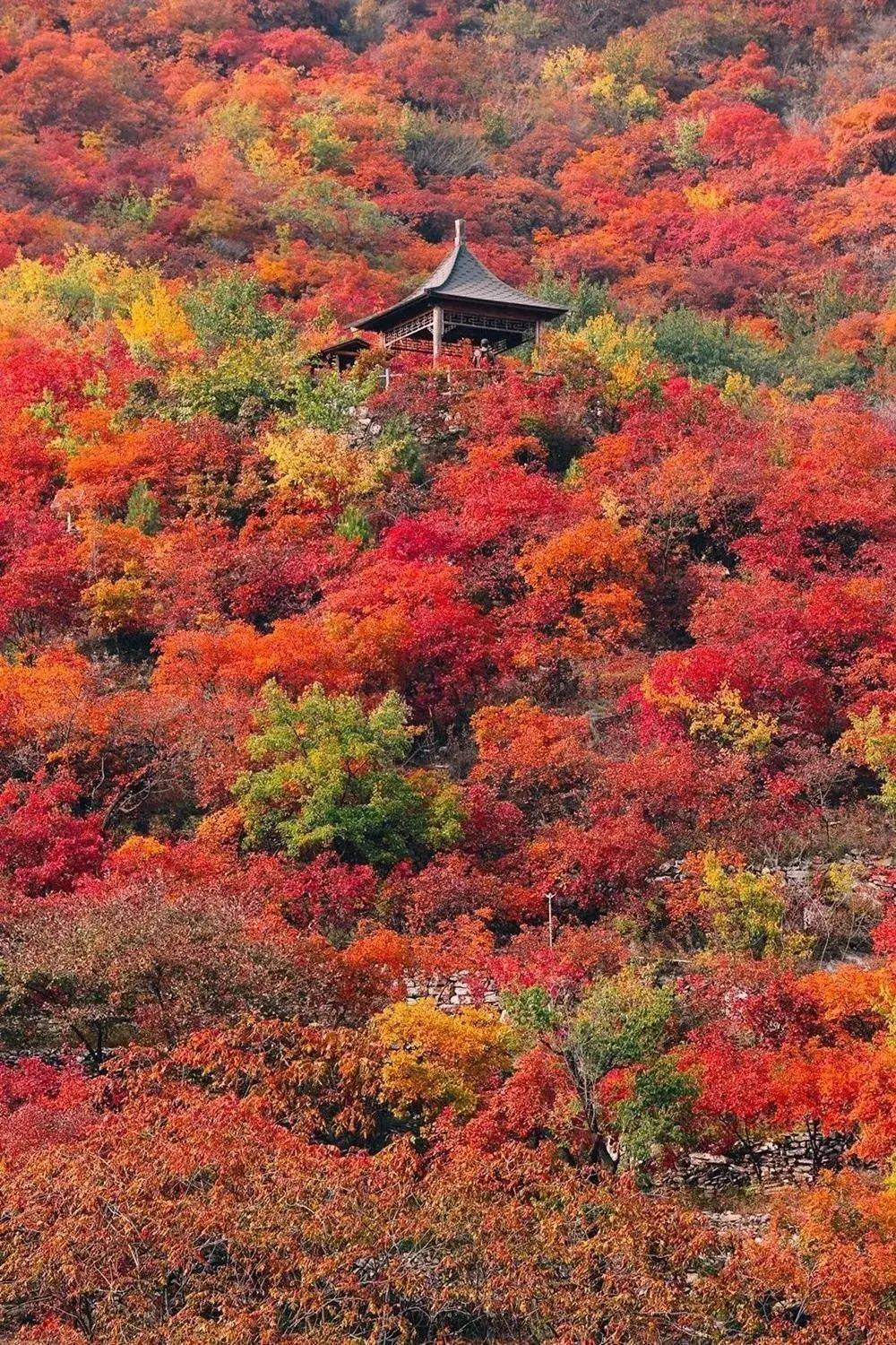 北京看红枫最好的景点图片