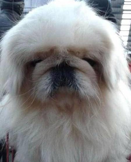 中国最贵的狗,鹰叭犬王大帝,价格高达7位数_都督_漂亮_回血