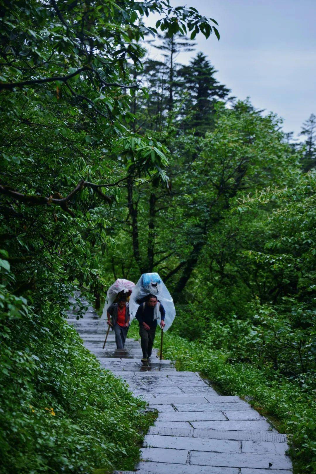 峨眉山3条绝美徒步路线,这个季节去刚刚好!_地方_金顶_四川省