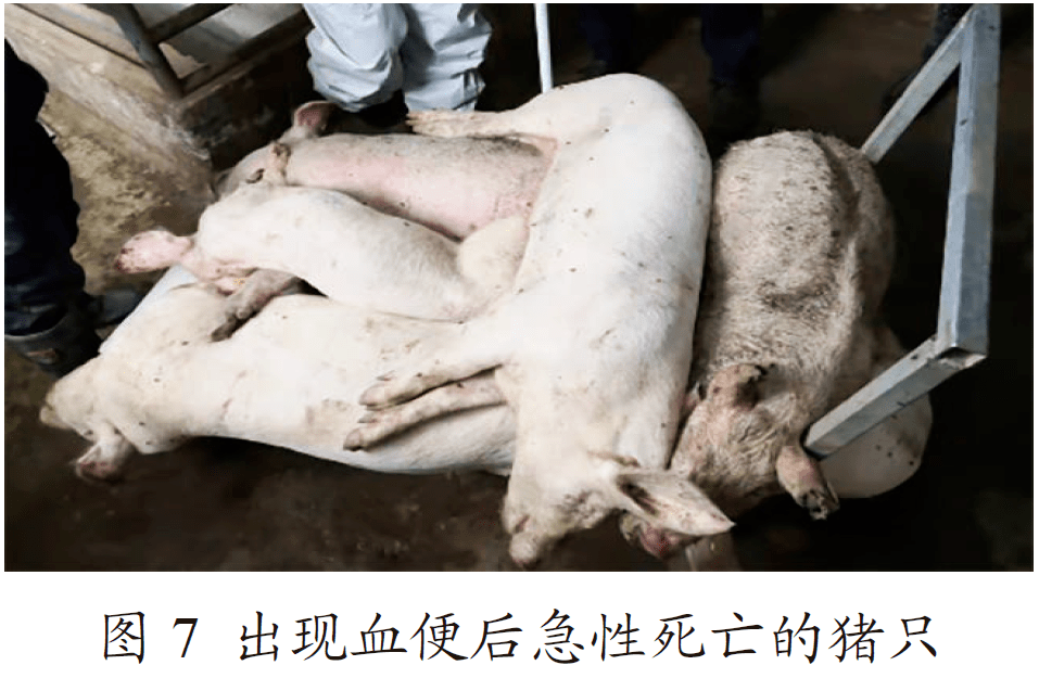 急性回肠炎的治疗与经济效益分析 | elanco【联合策划】