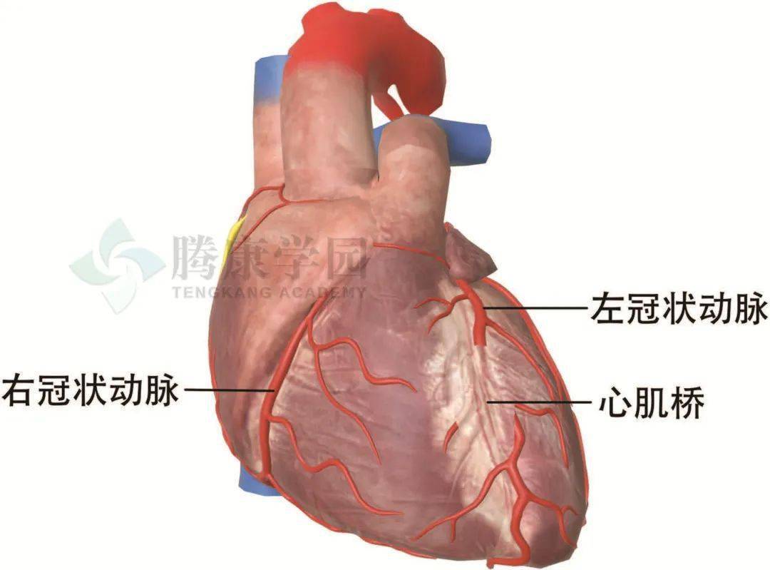 【内脏与痛苦悲伤】供给心脏的血管