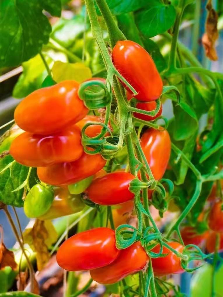 每天的好心情从一碗会爆浆的花生番茄开始~_口感_颗颗_美味