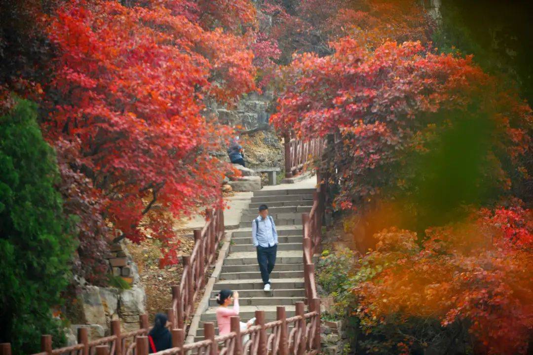 绿城江南赋红叶行动|美好若相知 秋游石门赏红叶-潍坊楼盘网