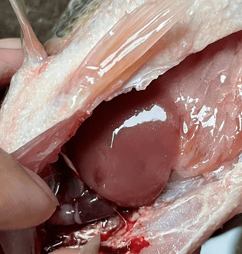 肝脏_疾病_养殖