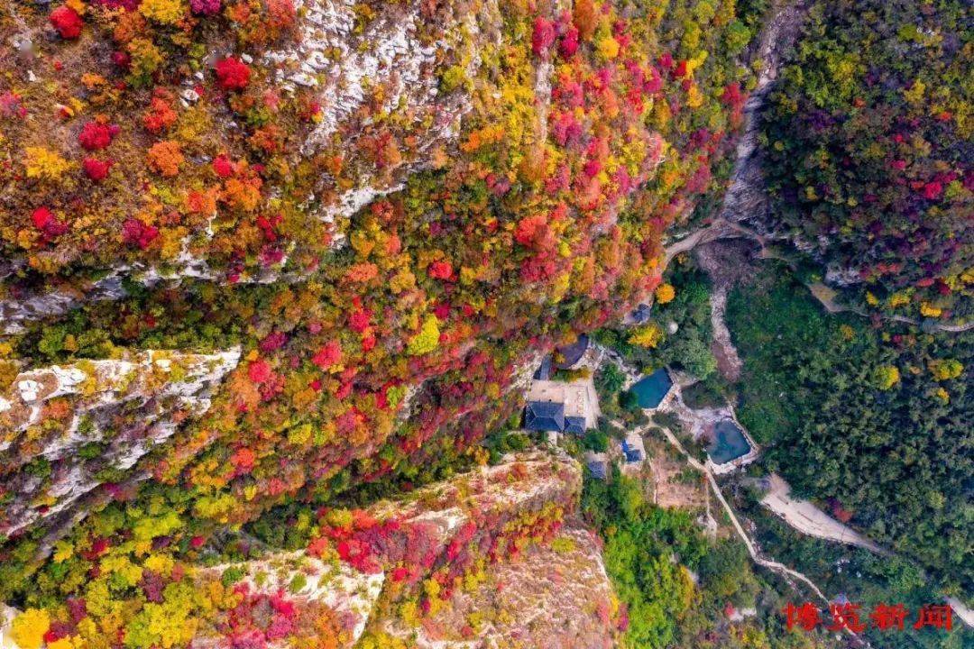 好客山東 好品山東 |齊山那抹紅_紅葉_淄博_密度