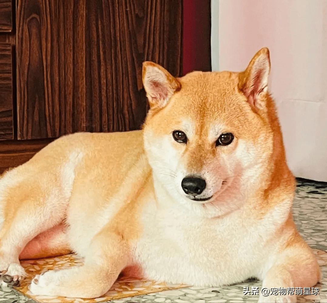 柴犬想吃炸鸡，被拉住后脸色笑喷，柴：今天谁也别想拦我