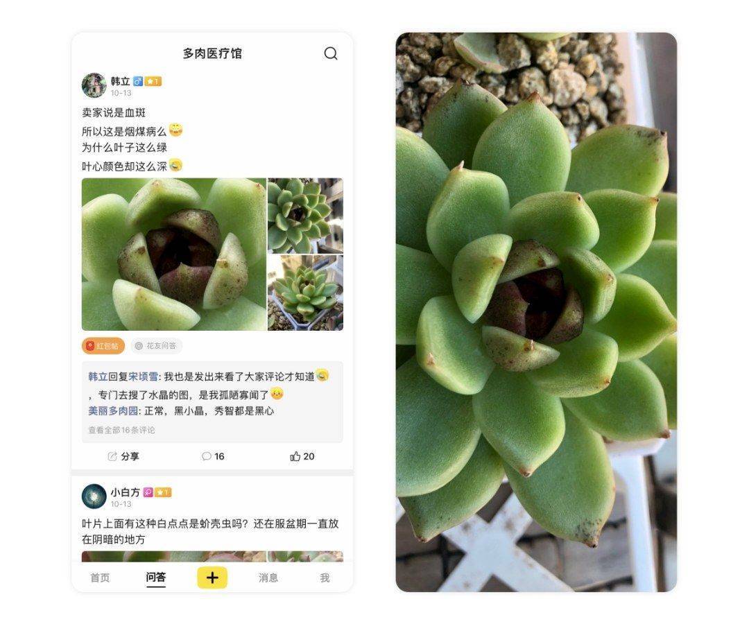 船主花园丨蚧壳虫和实菌性疾病需要在家里备哪些药剂呢？