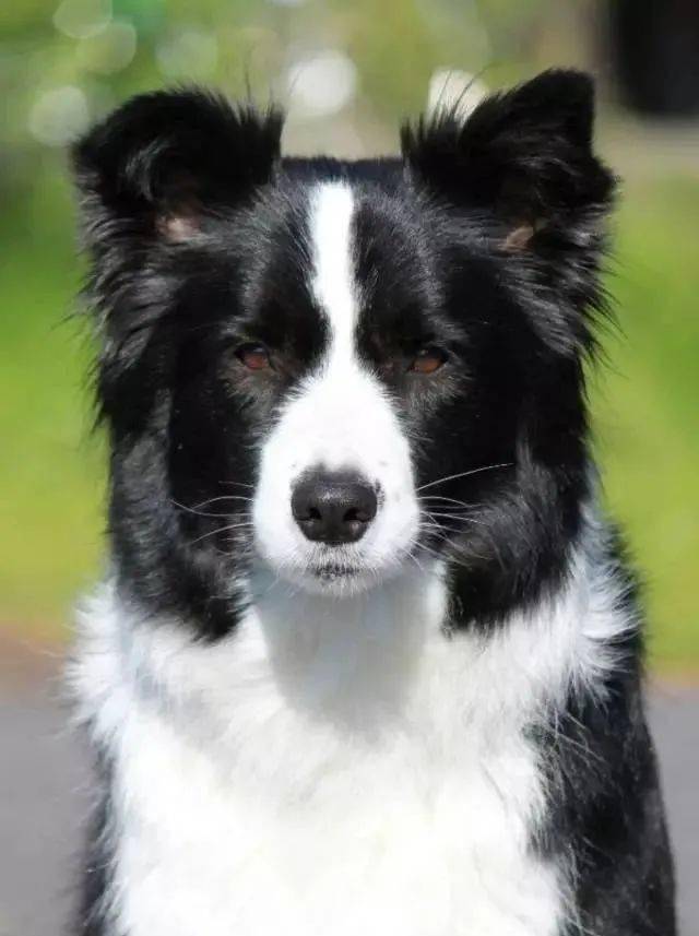 边牧专栏丨边境牧羊犬温顺性格的养成_狗狗_训练_陌生人