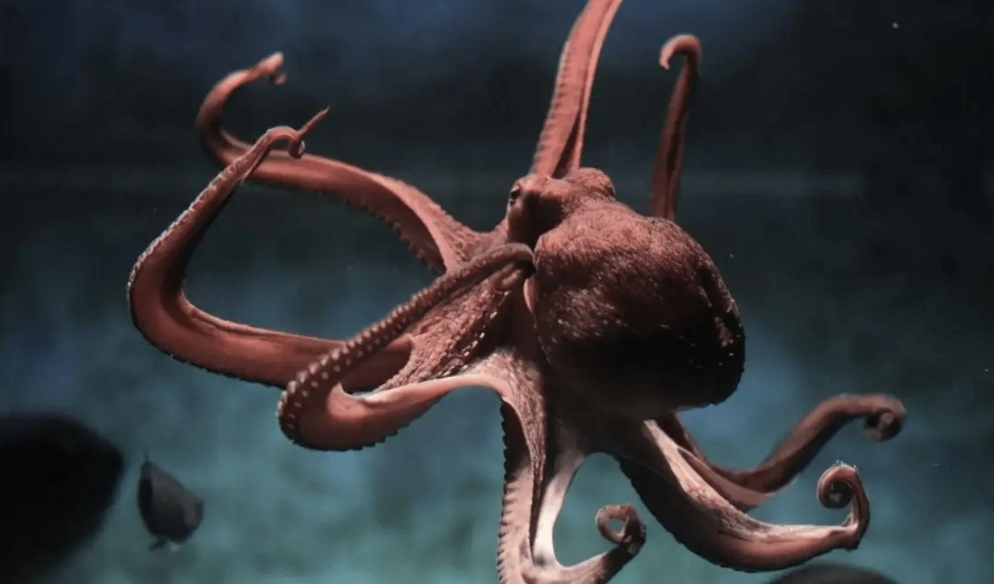 人类_受精卵_来自