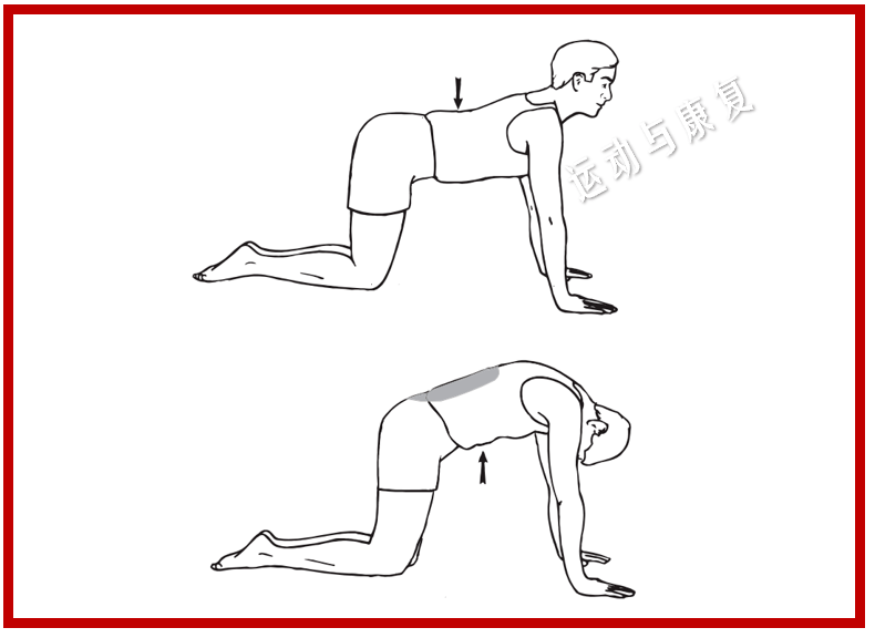腰部肌肉拉伸动作图解图片