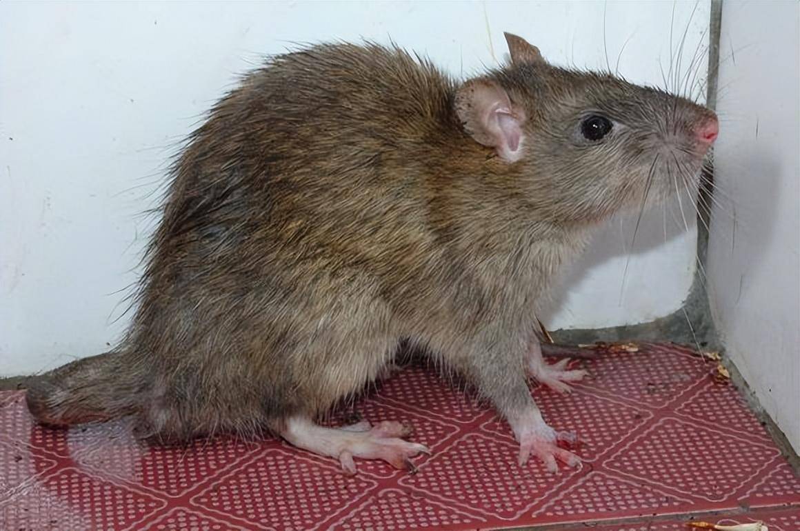 城里看不到,乡下碰不着,现在的老鼠们都去哪儿啦?