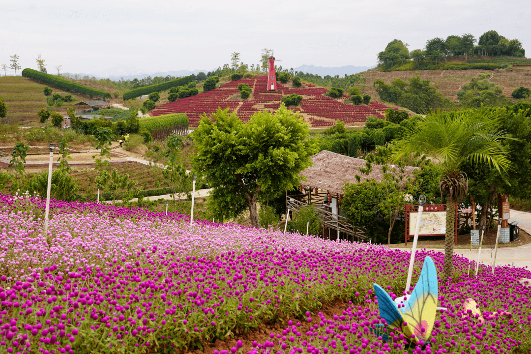 一种繁香伴行客,只应多谢刺玫花 怀集华辰玫瑰园邀你来赴一场诗意恬静