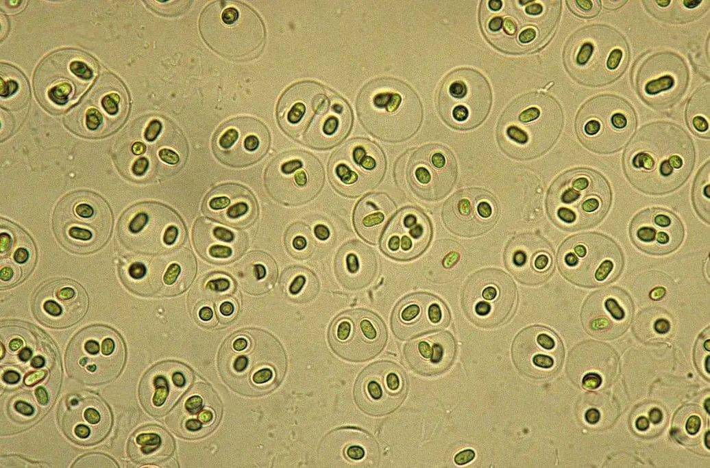 水中的微生物名字图片