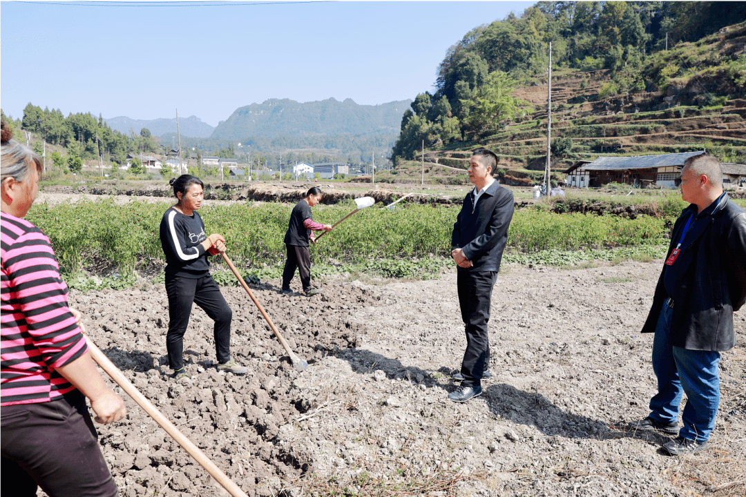 陈灿一行先后来到枧坝镇黄鱼坝区,茅垭镇油菜种植示范点和中坪村大蒜