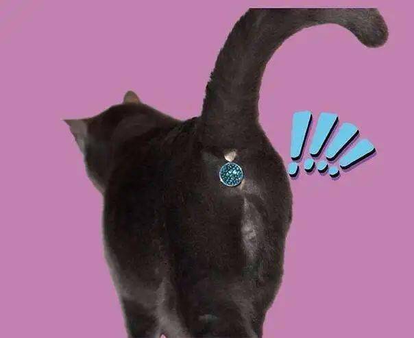 雅蠛蝶了,这真的会ki莫几吗?_猫咪_情趣_猫猫