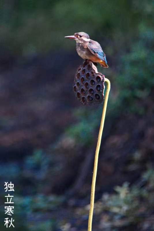 为图配诗：新的祝愿