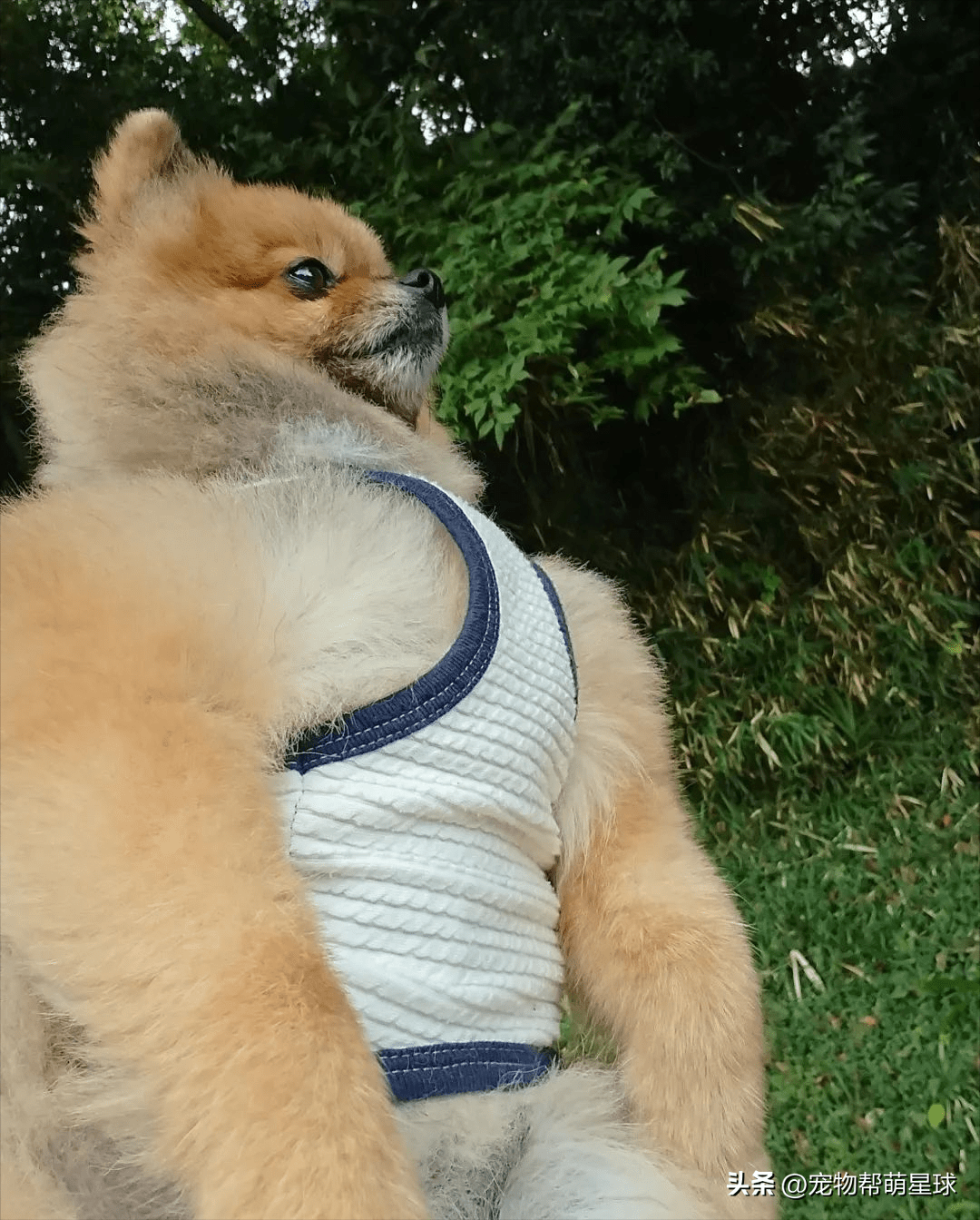 by/twitter/@harepiyopiyo