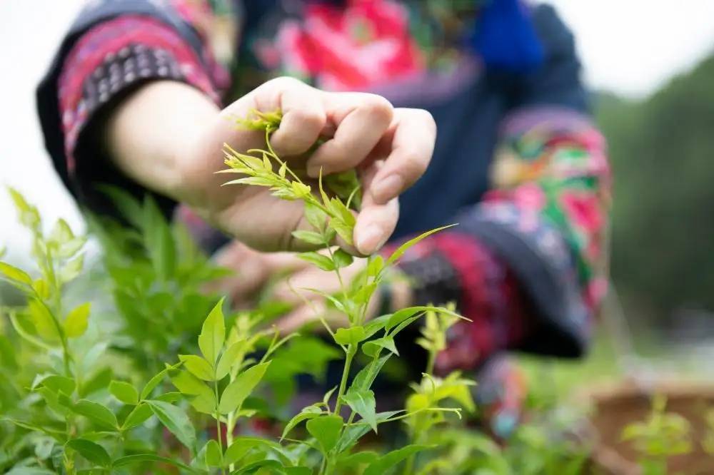 關於雪蘭清的傳說_義軍_茅巖_故事