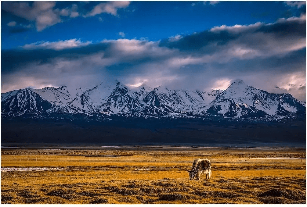 饮河谷佳酿,享醇厚绵长_肖尔布拉克_一代_风情