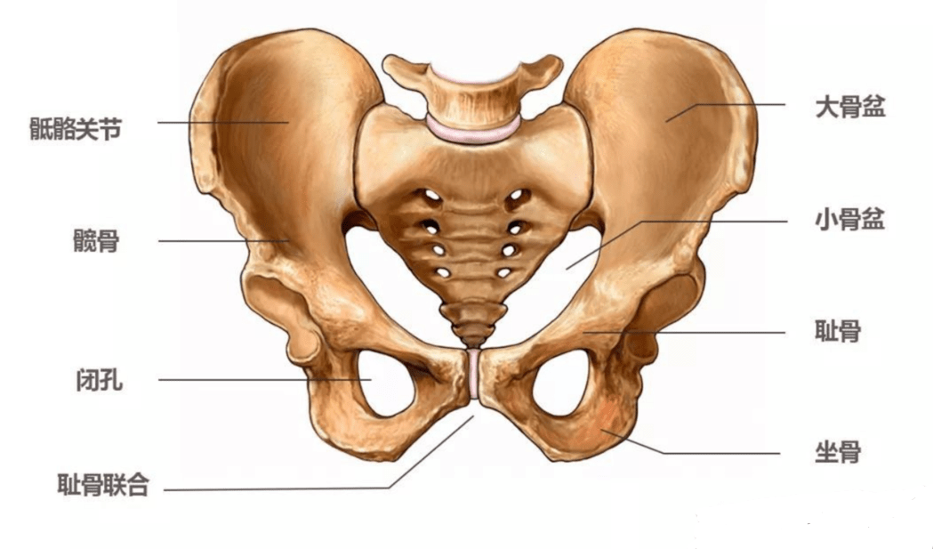 臀骨位置图图片