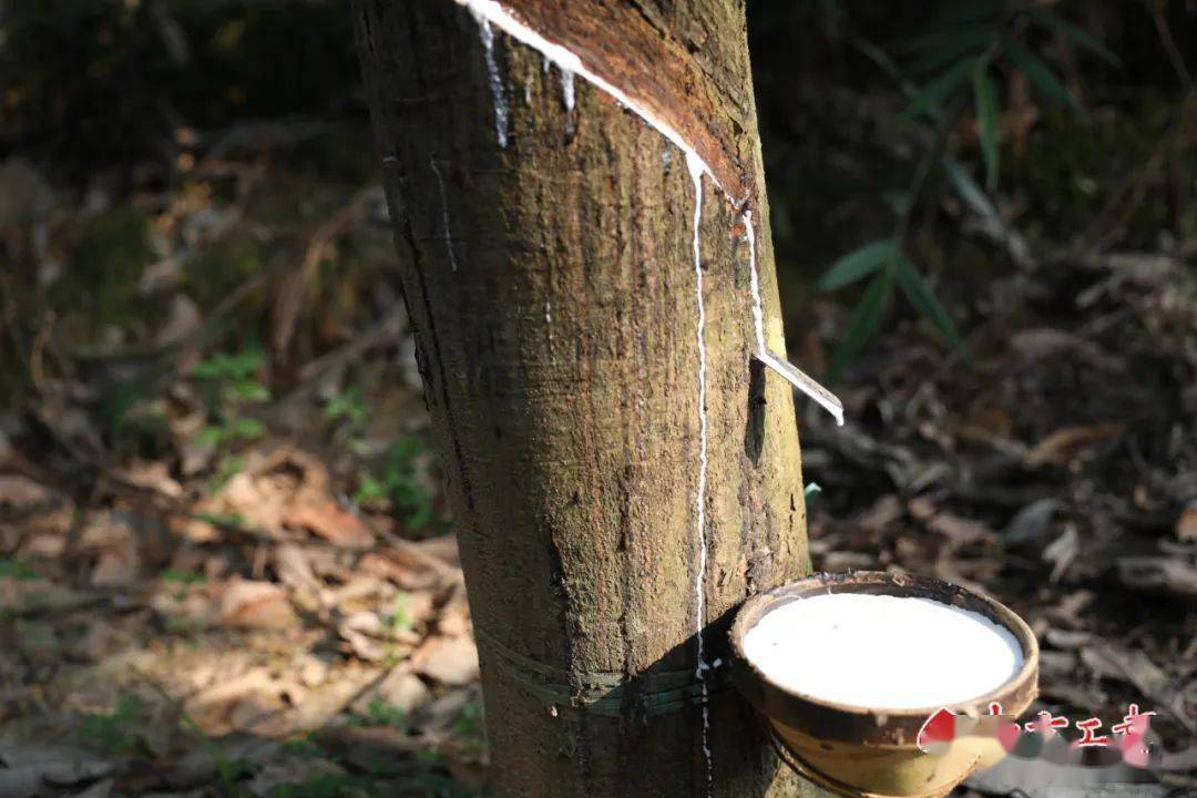 不担心被机器替代,月入万元不是梦_割胶_付才洪_橡胶树