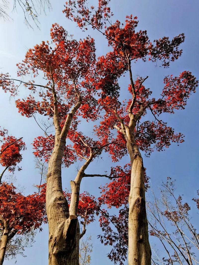 示范区:一枝一叶秋意浓_李凤_野菊花_陈萌萌