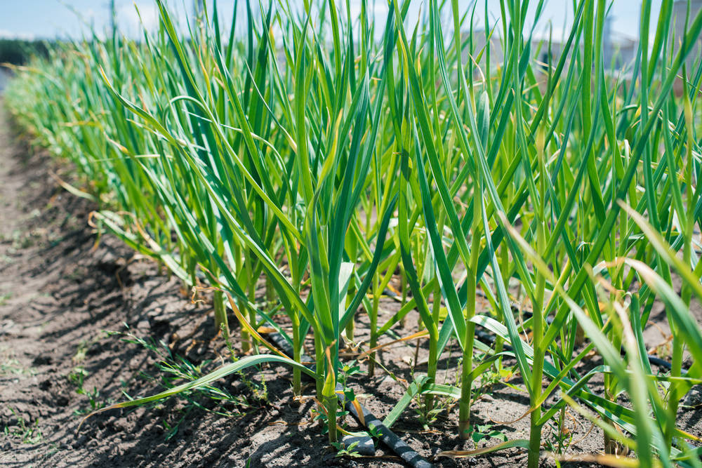 大蒜头种植和养护方法有哪些
