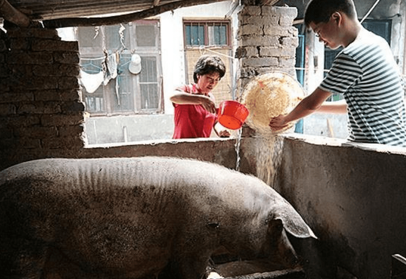 2009年，河南农村娃677分上清华，一家养猪生活，为5000学费发愁