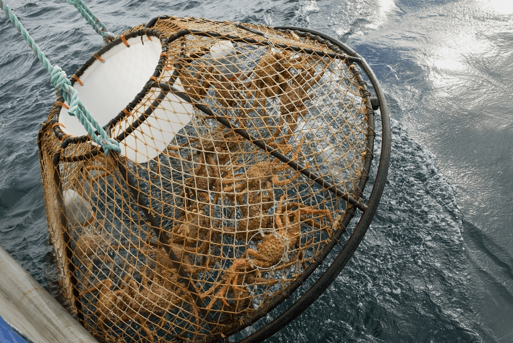 bering_sea_crab