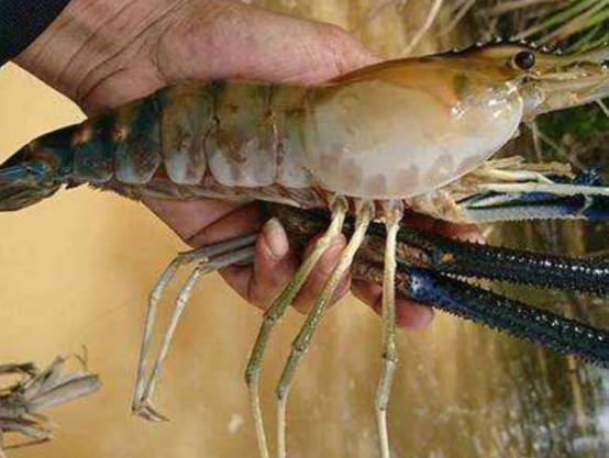 湄公河“虾灾”泛滥，一只虾有巴掌大，为何吃货却不敢吃？