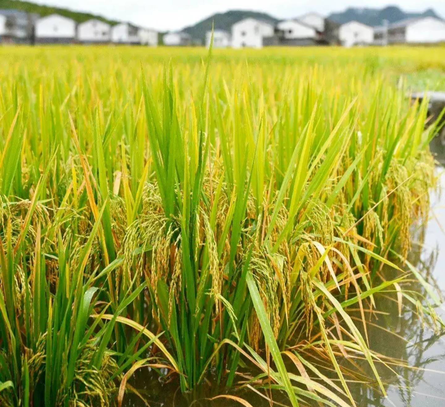 野生稻为啥被称为"植物大熊猫"_水稻_杂交_因素