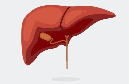 肝不好的人,常吃这3种食物,养护肝脏,或能使你的肝脏更加健康