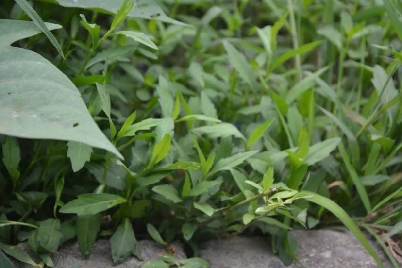 上海人愛吃的馬蘭頭會開花 竟然這麼好看_葉片_菊科_花瓣