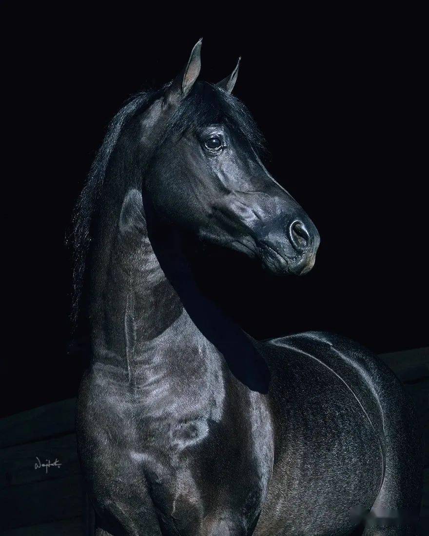 【砚外之艺】 专业摄影师镜头里的《骏马》_传播_wojtek_移动