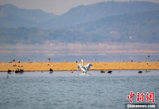 越冬候鸟陆续抵达江西鄱阳湖湖口水域_天鹅_枯水位_鸬鹚