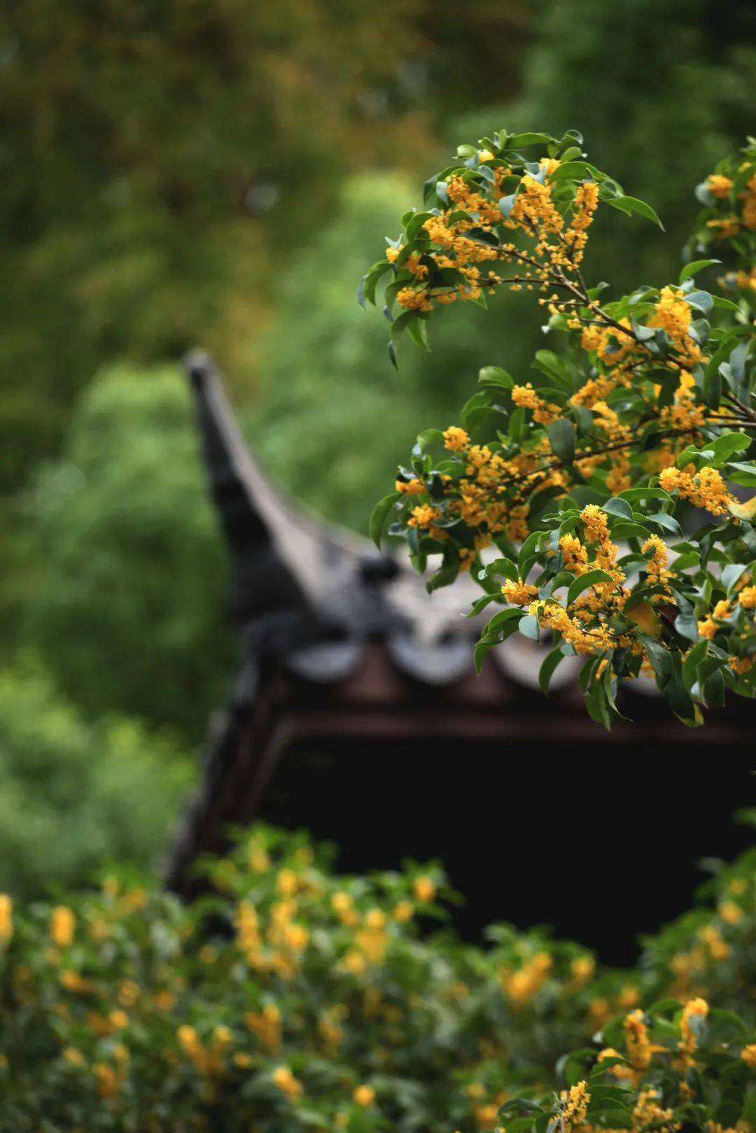 宋之问灵隐寺的桂花诗图片