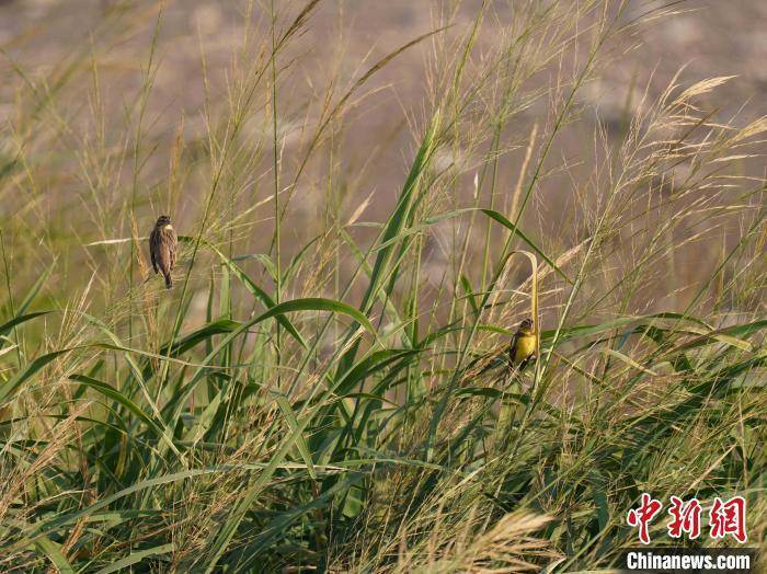 40只世界级濒危物种黄胸鹀现身湖南大通湖
