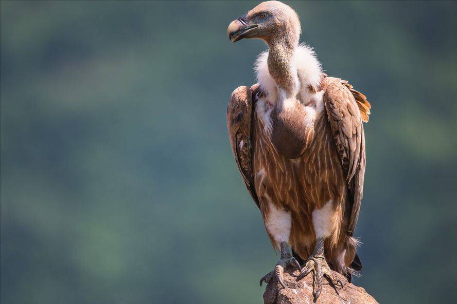 刚出生就秃头了,秃鹫宝宝说我也不想呀,关于小秃鹫的八个冷知识_食物