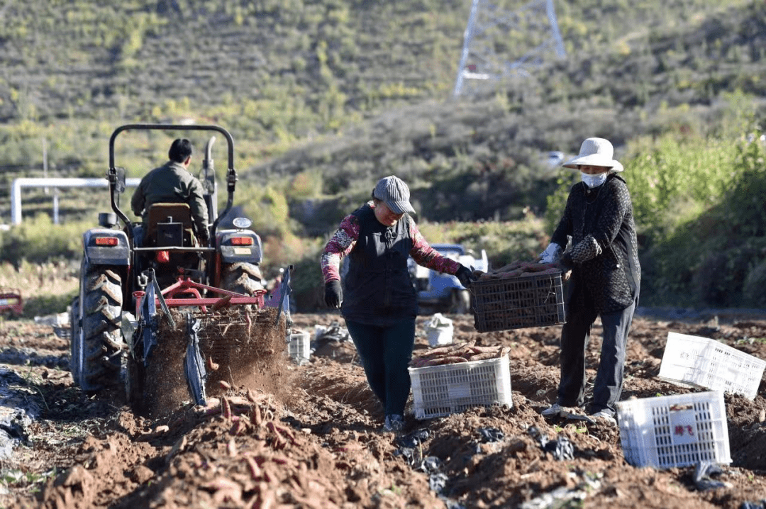 井陉白王庄村:红薯增收.亩进2000元._种植_农业_上安镇