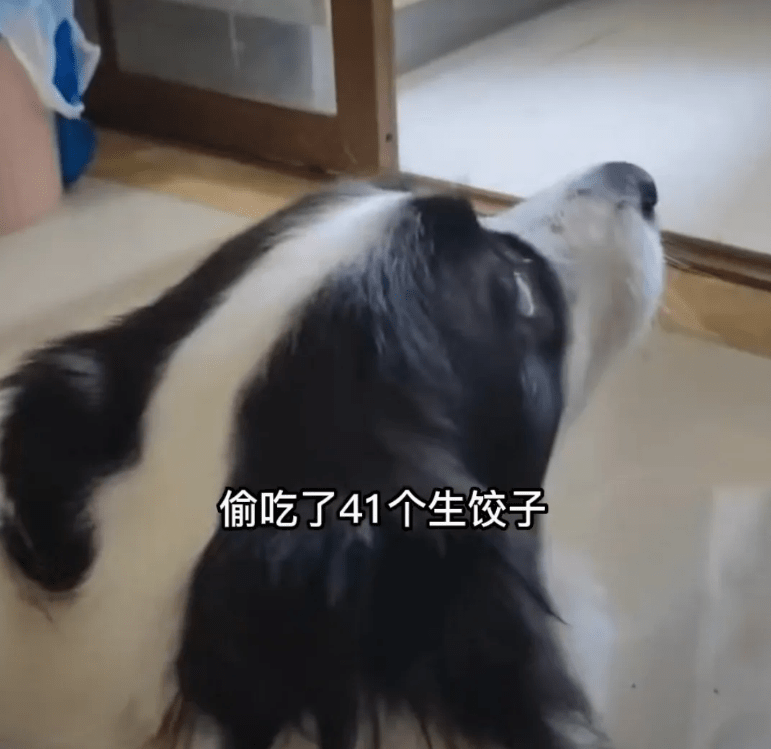 狗狗厨房偷吃40多个生饺子，让主人吃“狗剩”的饭，这狗子成精了