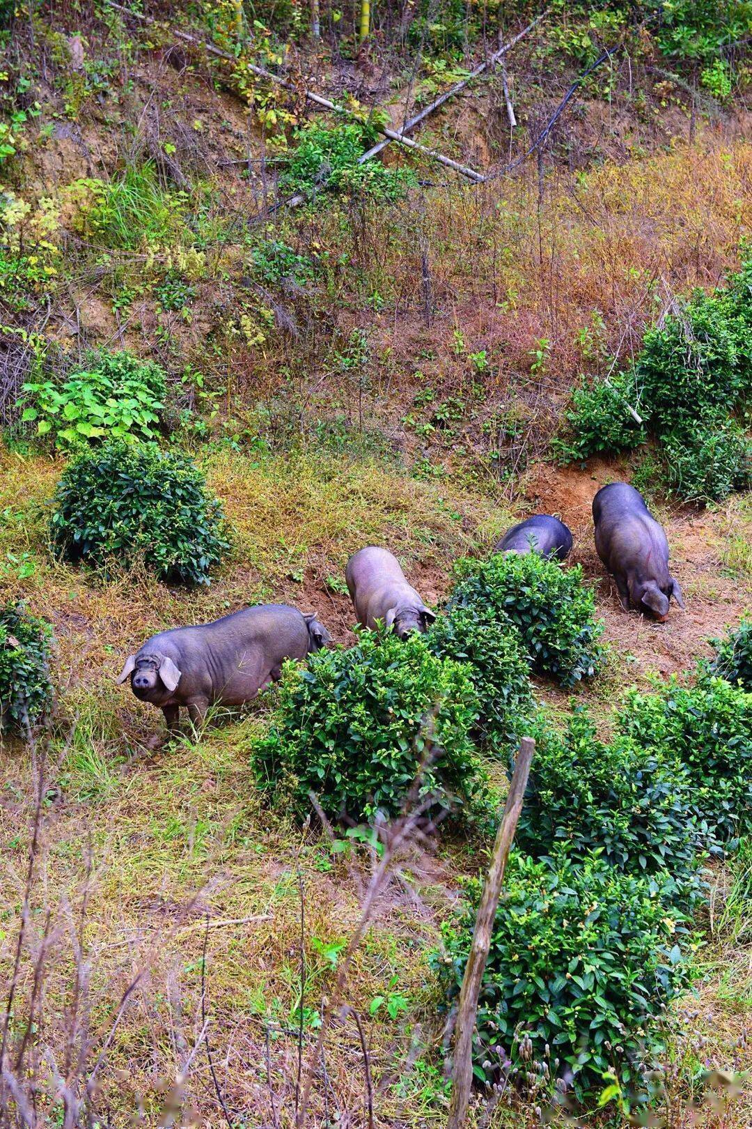 北京_烤全羊_糖醋鲤鱼