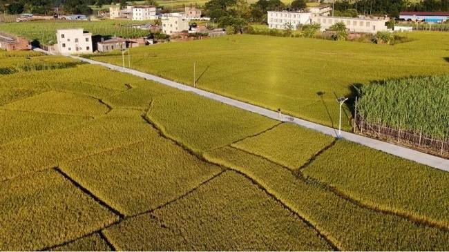 沿着广东省农业科学院廊田镇优质丰产水稻新品种种植示范基地,12种