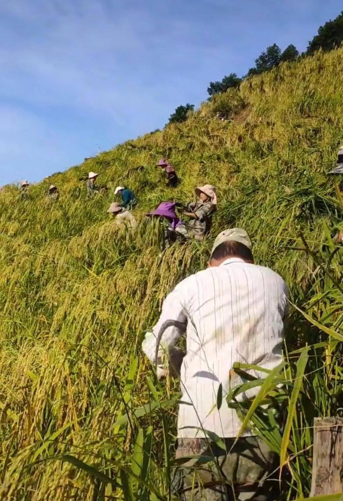 水稻上山,科研和試驗大力支持提倡,大面積推廣嘛,還得觀後效_種植