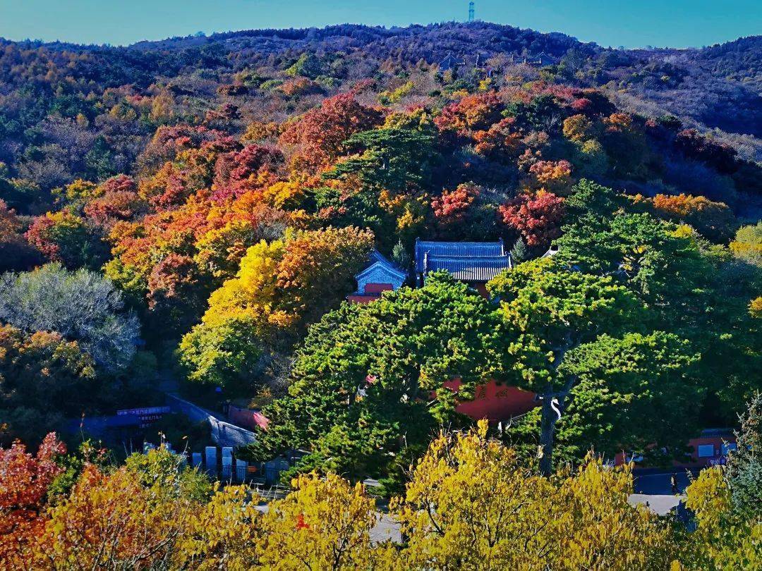 妙峰山的秋天已送达,满山红叶惊艳来袭!_图文_京西_网络