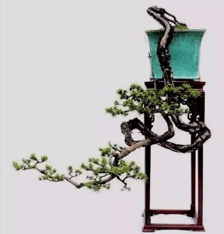 悬崖之回旋捞月_盆景_造型_景观